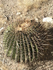 Echinocactus platyacanthus