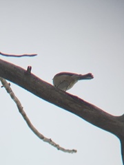 Poecile atricapillus