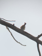 Poecile atricapillus