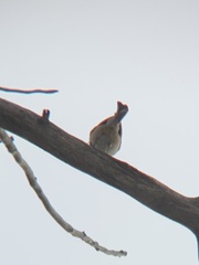 Poecile atricapillus