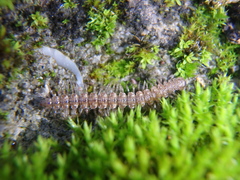 Polydesmus angustus