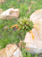 Leonotis nepetifolia
