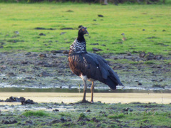 Anhima cornuta