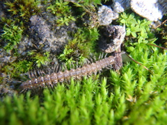 Polydesmus angustus
