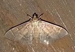 Pilocrocis