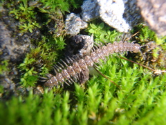 Polydesmus angustus
