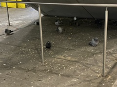 Columba livia domestica