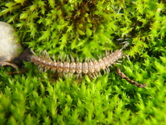 Polydesmus angustus
