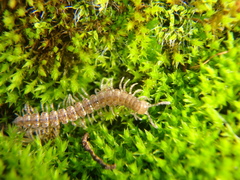 Polydesmus angustus