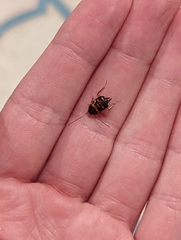 Periplaneta americana