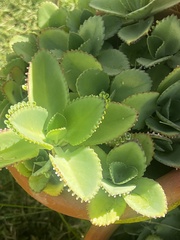 Kalanchoe laetivirens