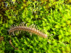 Polydesmus angustus