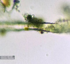 Bacillariophyceae