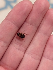 Periplaneta americana