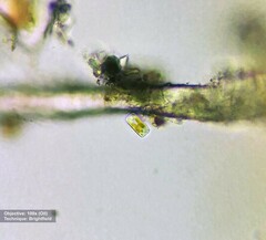 Bacillariophyceae