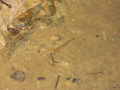 Anablepsoides hartii