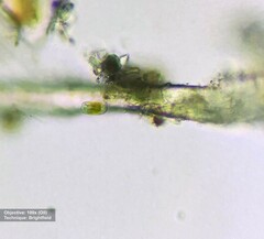 Bacillariophyceae