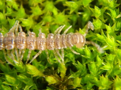 Polydesmus angustus