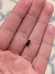 Periplaneta americana