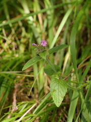 Clinopodium vulgare