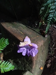 Jacaranda mimosifolia