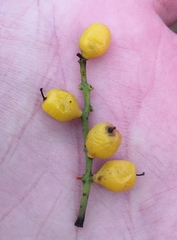 Loranthus europaeus