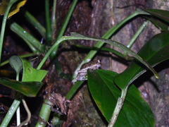 Pristimantis charlottevillensis