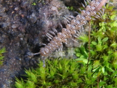 Polydesmus angustus