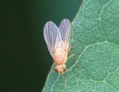 Sapromyzosoma quadricincta