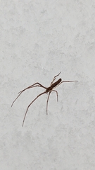 Tetragnatha extensa