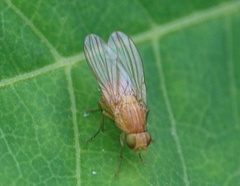 Sapromyzosoma quadricincta