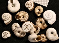 Xerolenta obvia