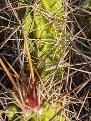 Echinocereus enneacanthus enneacanthus