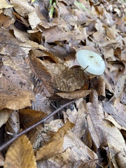 Amanita lavendula
