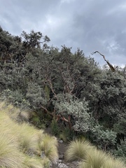 Polylepis