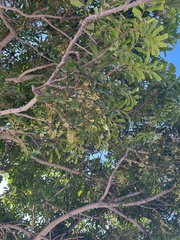 Cupaniopsis anacardioides