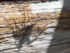 Acantholycosa lignaria