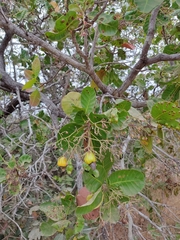 Anacardium