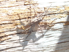 Acantholycosa lignaria