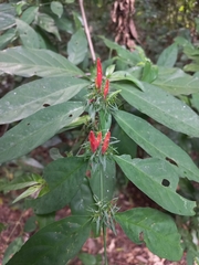 Justicia brasiliana