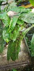Crescentia cujete
