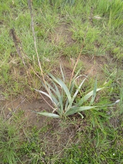 Aloe verecunda