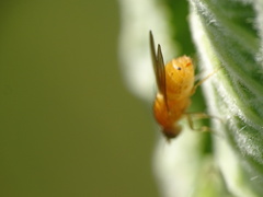 Sapromyzosoma quadripunctata