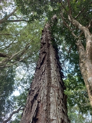 Anadenanthera colubrina cebil