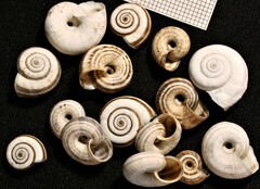 Xerolenta obvia