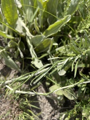 Helichrysum miconiifolium