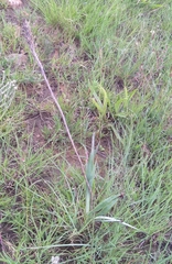 Aloe verecunda