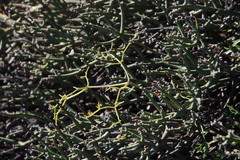 Cynorhiza typica