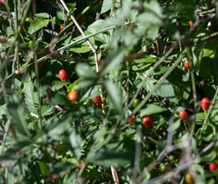 Capsicum annuum glabriusculum