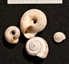 Xerolenta obvia